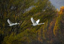 Cina: cigni bianchi arrivati alla zona umida della contea di Pinglu (2)