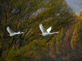 Cina: cigni bianchi arrivati alla zona umida della contea di Pinglu (2)