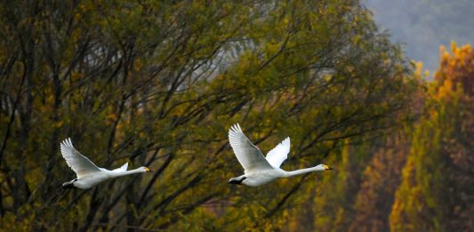Cina: cigni bianchi arrivati alla zona umida della contea di Pinglu (2)