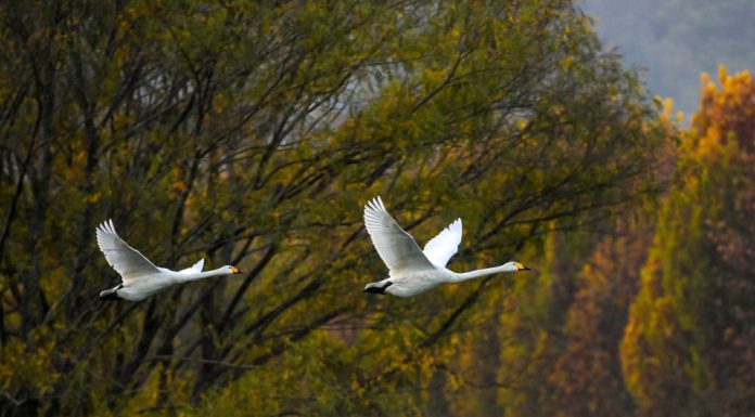 Cina: cigni bianchi arrivati alla zona umida della contea di Pinglu (2)