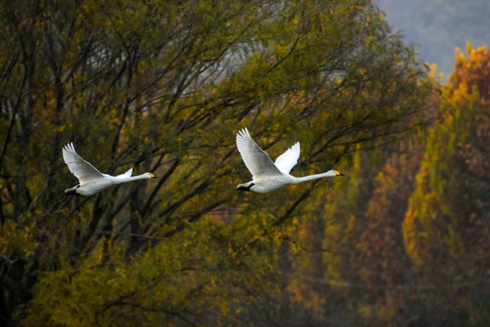 CHINA-SHANXI-YUNCHENG-PINGLU-SWANS (CN)