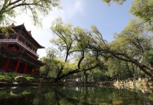 Cina: la copertura forestale dei prati di Pingliang raggiunge il 46,07% (2)