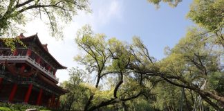 Cina: la copertura forestale dei prati di Pingliang raggiunge il 46,07% (2)