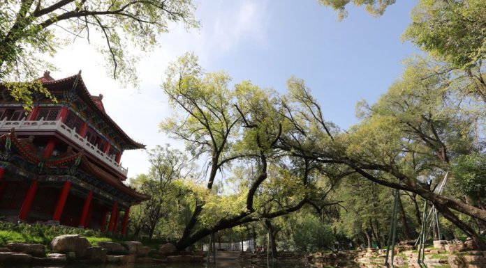 Cina: la copertura forestale dei prati di Pingliang raggiunge il 46,07% (2)