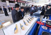 Cina: Ningde punta sull’industria della ricciola gialla (1)