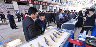 Cina: Ningde punta sull’industria della ricciola gialla (1)