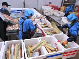 Cina: Ningde punta sull’industria della ricciola gialla (2)