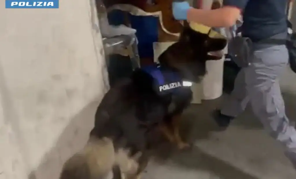 geronimo it sul-taglio-degli-alberi-in-via-del-passero-riceviamo-e-pubblichiamo-dal-comitato-costitutivo-europa-verde-una-lettera-agli-assessori-morolli-e-montini-A54390 009