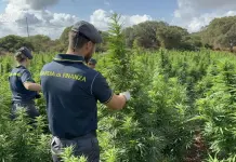 Scoperta nel Sassarese maxi piantagione di marijuana da 4.600 piante