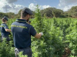 Scoperta nel Sassarese maxi piantagione di marijuana da 4.600 piante