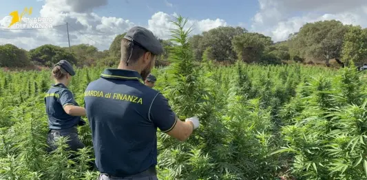 Scoperta nel Sassarese maxi piantagione di marijuana da 4.600 piante