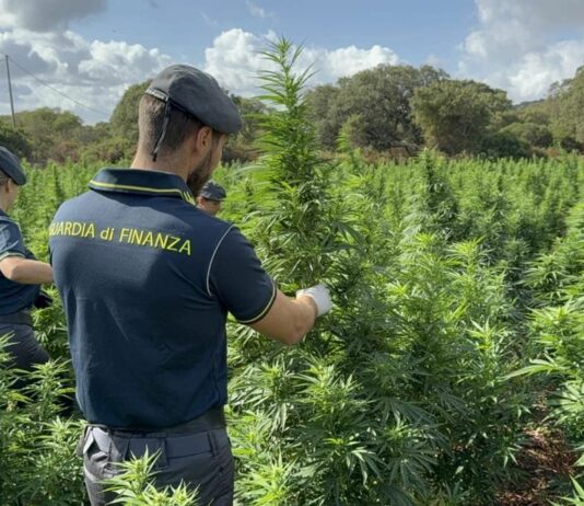 Scoperta nel Sassarese maxi piantagione di marijuana da 4.600 piante