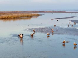 Cina, parco naturale nel Ningxia diventa un paradiso per gli uccelli migratori
