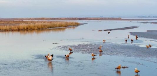 Cina, parco naturale nel Ningxia diventa un paradiso per gli uccelli migratori
