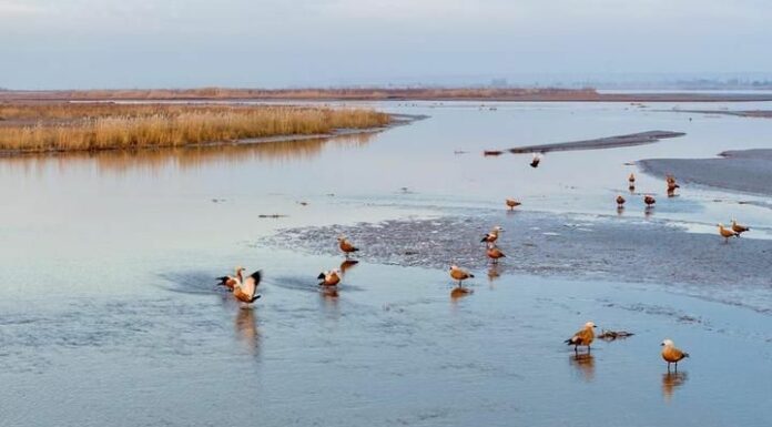 Cina, parco naturale nel Ningxia diventa un paradiso per gli uccelli migratori