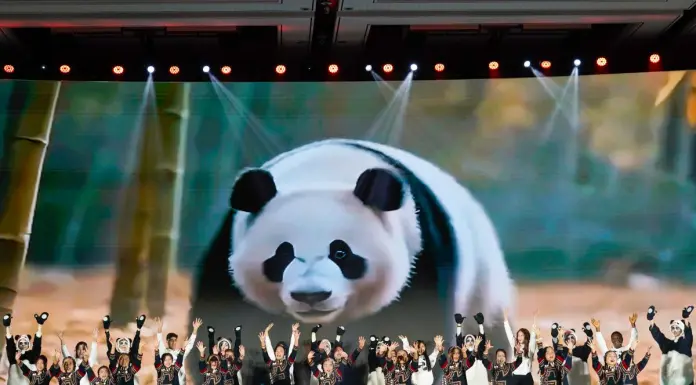 Cina: popolazione di panda giganti in cattività quasi raddoppiata in un decennio