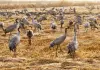 Cina: parco naturale nel Ningxia diventa un paradiso per gli uccelli migratori
