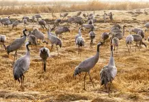 Cina: parco naturale nel Ningxia diventa un paradiso per gli uccelli migratori