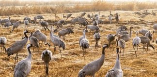 Cina: parco naturale nel Ningxia diventa un paradiso per gli uccelli migratori