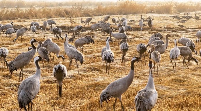 Cina: parco naturale nel Ningxia diventa un paradiso per gli uccelli migratori
