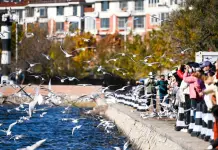 Cina: il fiume Haihe diventa meta per migliaia di gabbiani e visitatori (1)