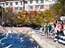 Cina: il fiume Haihe diventa meta per migliaia di gabbiani e visitatori (1)