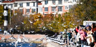 Cina: il fiume Haihe diventa meta per migliaia di gabbiani e visitatori (1)