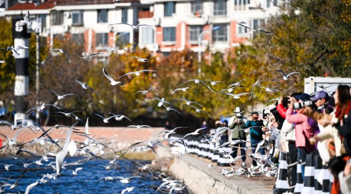 Cina: il fiume Haihe diventa meta per migliaia di gabbiani e visitatori (1)