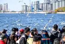 Cina: il fiume Haihe diventa meta per migliaia di gabbiani e visitatori (2)