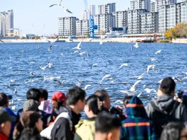 Cina: il fiume Haihe diventa meta per migliaia di gabbiani e visitatori (2)