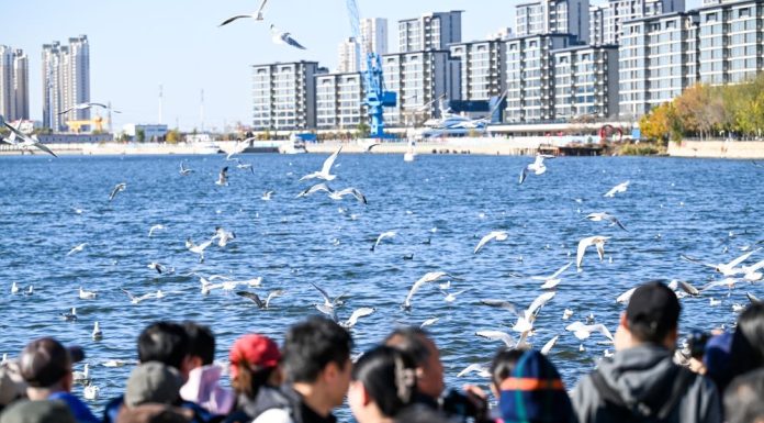 Cina: il fiume Haihe diventa meta per migliaia di gabbiani e visitatori (2)