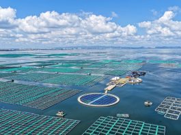 Cina: Shandong, costruite fattorie marine per arricchire il “deposito alimentare blu” (1)