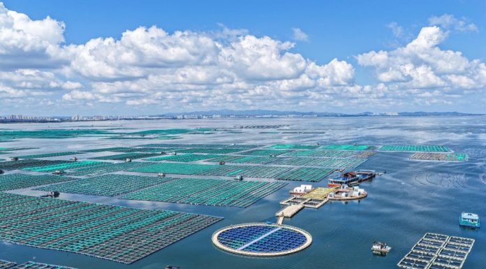 Cina: Shandong, costruite fattorie marine per arricchire il “deposito alimentare blu” (1)