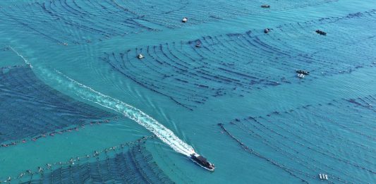 Cina: Shandong, costruite fattorie marine per arricchire il “deposito alimentare blu” (2)