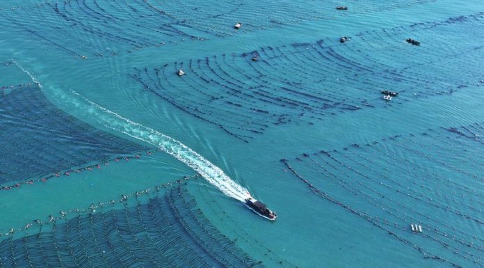 Cina: Shandong, costruite fattorie marine per arricchire il “deposito alimentare blu” (2)
