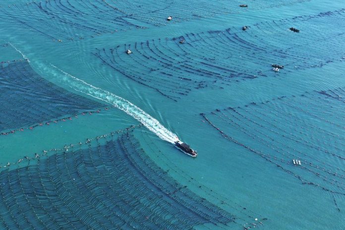 #CHINA-SHANDONG-FISHERY-MARINE FARMS (CN)