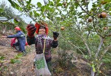 Cina: inizia la stagione del raccolto dei frutti della camelia oleifera (1)