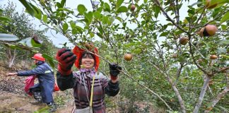 Cina: inizia la stagione del raccolto dei frutti della camelia oleifera (1)