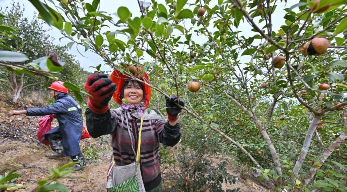 Cina: inizia la stagione del raccolto dei frutti della camelia oleifera (1)