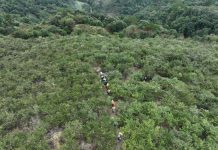 Cina: inizia la stagione del raccolto dei frutti della camelia oleifera (2)