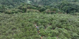 Cina: inizia la stagione del raccolto dei frutti della camelia oleifera (2)