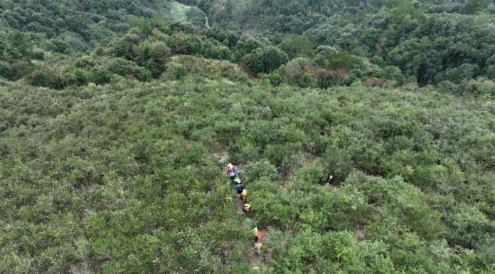 Cina: inizia la stagione del raccolto dei frutti della camelia oleifera (2)