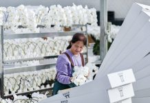 Cina: industria floricola a Yinchuan cresce con parchi agricoli high-tech dimostrativi (3)