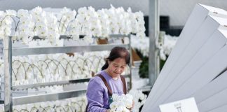 Cina: industria floricola a Yinchuan cresce con parchi agricoli high-tech dimostrativi (3)