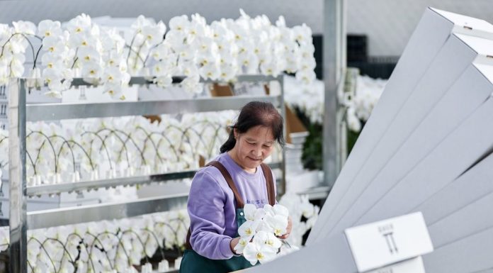 Cina: industria floricola a Yinchuan cresce con parchi agricoli high-tech dimostrativi (3)