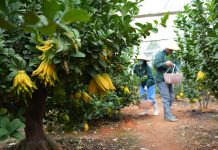 Cina: in corso il raccolto dei cedri a mano di Buddha (1)
