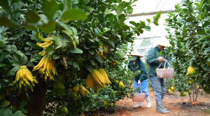 Cina: in corso il raccolto dei cedri a mano di Buddha (1)