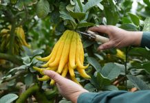 Cina: in corso il raccolto dei cedri a mano di Buddha (2)