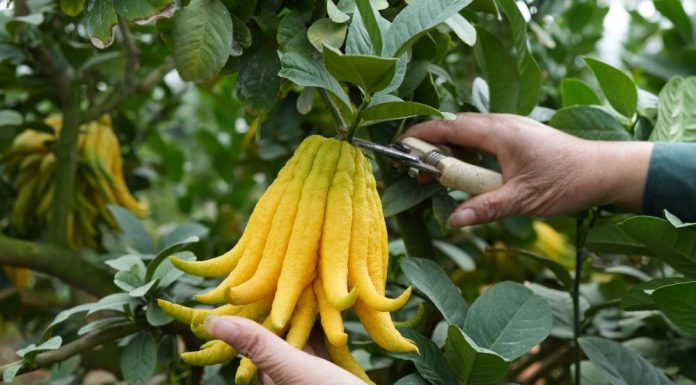 Cina: in corso il raccolto dei cedri a mano di Buddha (2)
