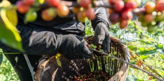 Cina: iniziata nello Yunnan la raccolta delle bacche di caffè (1)